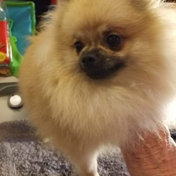 Meet your Posher, Helen - Picture 2 of 2